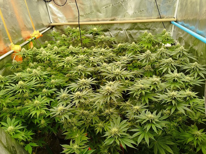 Growreport Bild 4
