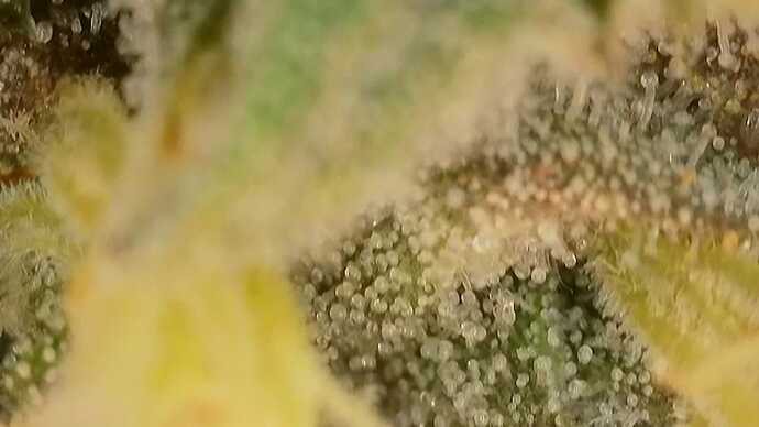 IMG-20240525-WA0000