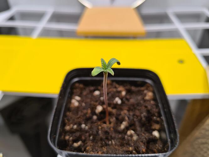 signal-2024-06-16-212756