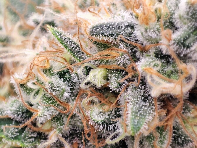 Growreport Bild 42