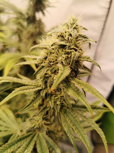 Growreport Bild 8