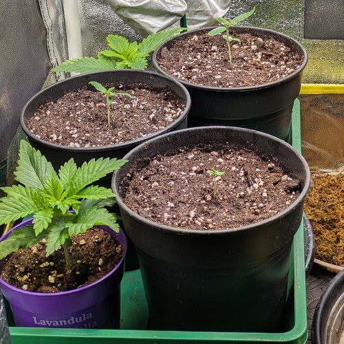 Vier junge Cannabispflanzen in Töpfen in einem Growzelt.