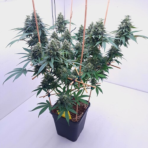 Growreport Bild 8