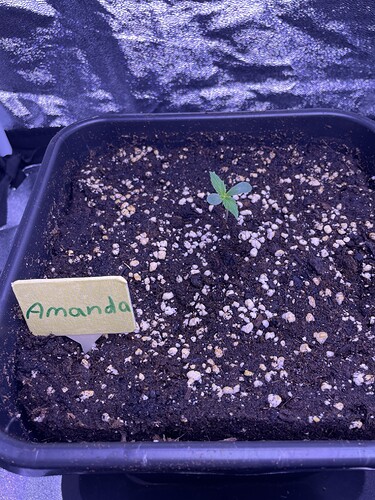 Growreport Bild 7