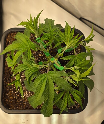 Growreport Bild 8