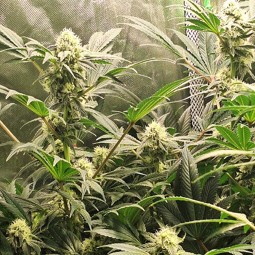 Growreport Bild 6