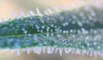 Growreport Bild 2