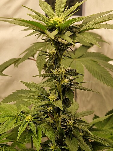 Growreport Bild 16