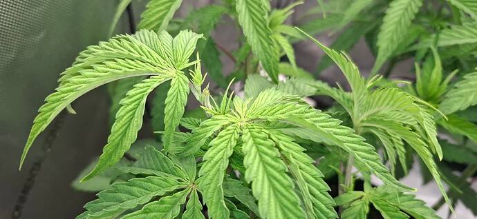Growreport Bild 3