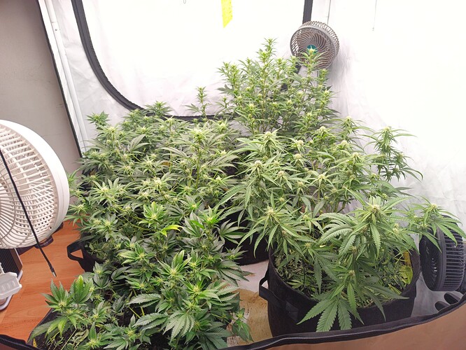Growreport Bild 7
