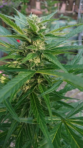 Growreport Bild 10