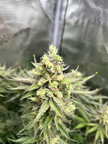 Nahaufnahme eines Cannabis-Buds in der Blütephase in einem Growzelt.