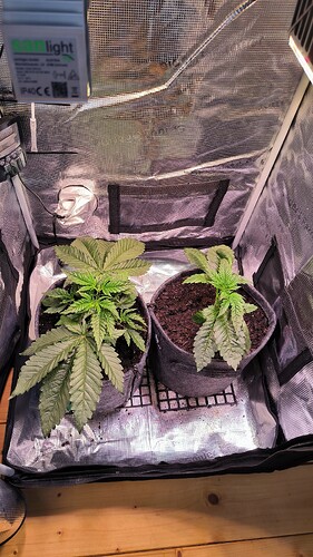 Growreport Bild 6