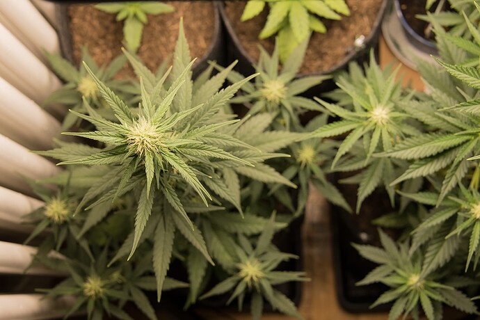 Growreport Bild 8