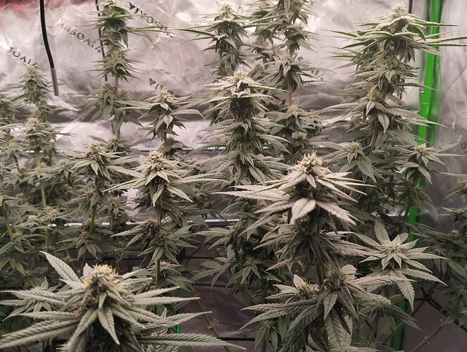 Growreport Bild 5