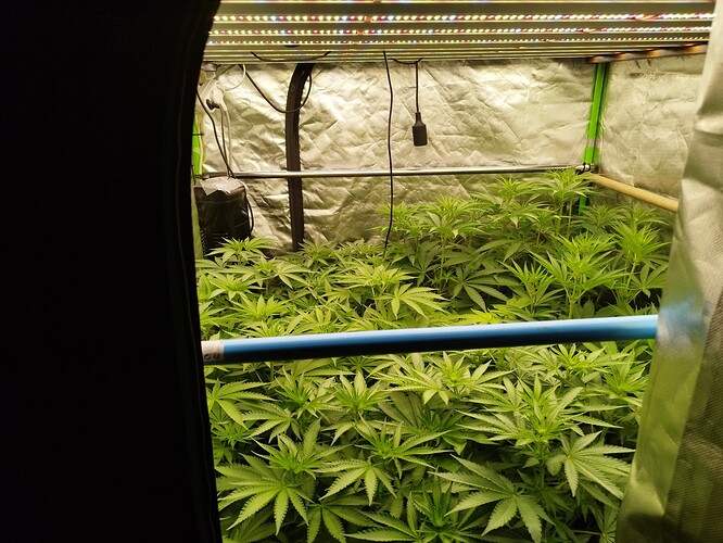 Eine Growbox mit vielen jungen Cannabispflanzen im Wuchsstadium, beleuchtet von LED-Lampen.