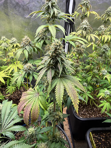 Growreport Bild 12