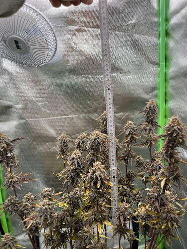 Growreport Bild 12