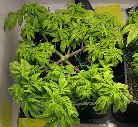 Growreport Bild 30