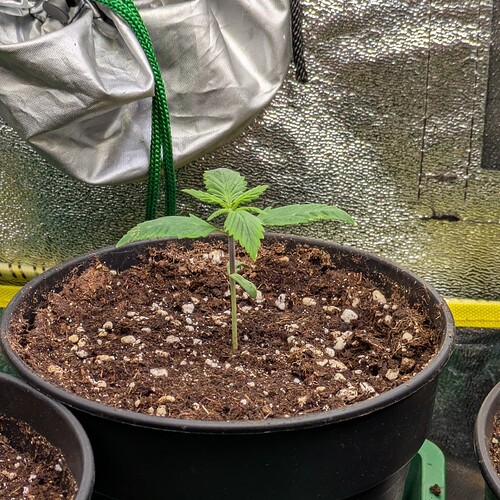 Ein junger Cannabis-Sämling in einem schwarzen Topf in einer Growbox.