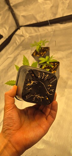 Growreport Bild 20