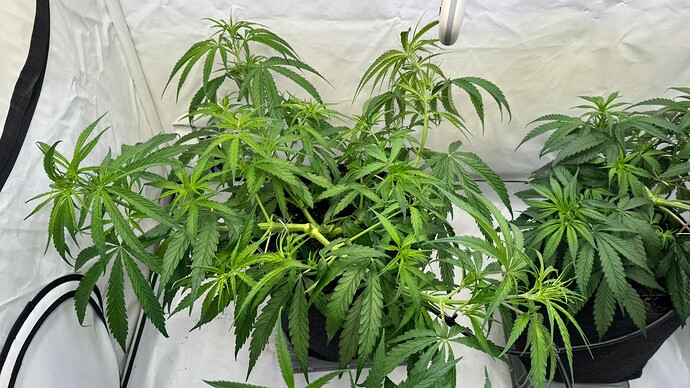 Growreport Bild 3