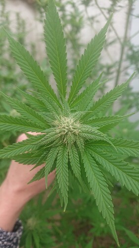 CM1