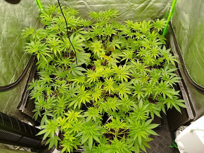 Mehrere junge Cannabispflanzen in einem Zelt, die sich im Wuchs befinden.