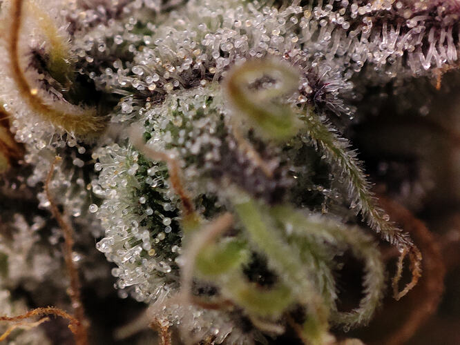 Growreport Bild 49