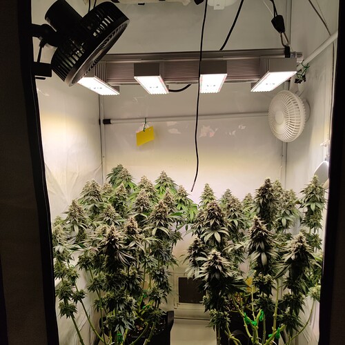 Growreport Bild 10