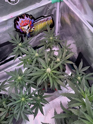 Growreport Bild 13