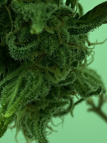 Growreport Bild 6