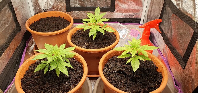 Growreport Bild 2