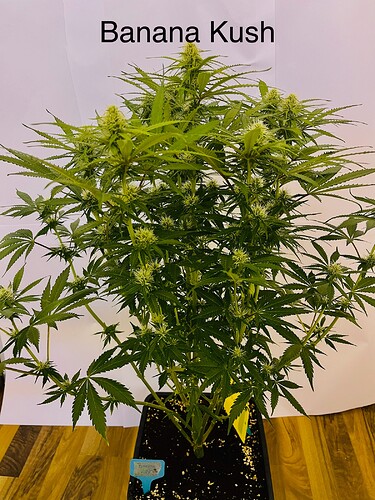 Growreport Bild 1