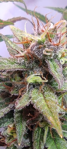 Growreport Bild 9