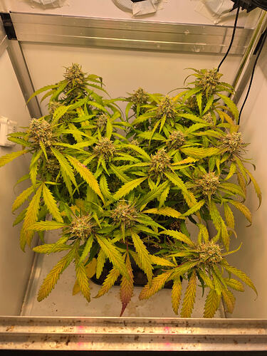 Eine blühende Cannabis-Pflanze in einer Growbox mit deutlichen Anzeichen von Nährstoffmangel an den Blättern.