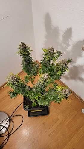 Growreport Bild 22