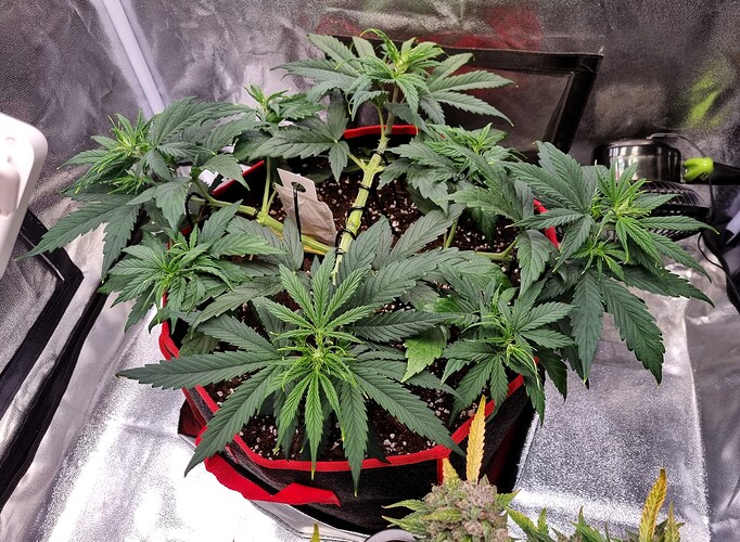 Growreport Bild 30