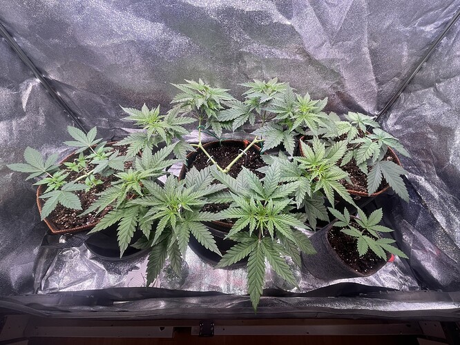 Growreport Bild 31