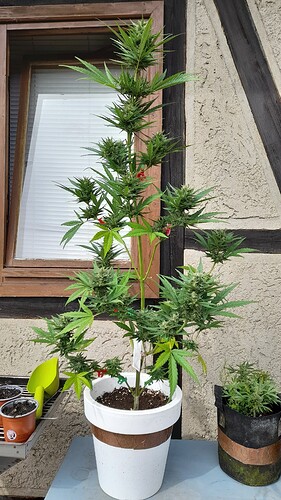 Growreport Bild 1