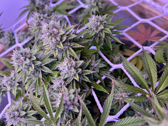 Nahaufnahme von Cannabis-Blüten in der späten Blütephase, die durch ein Scrog-Netz wachsen.