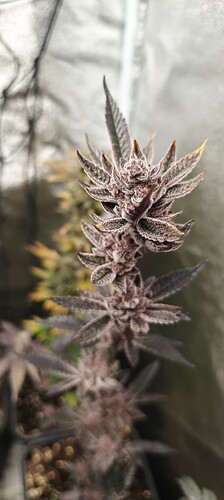 Growreport Bild 20
