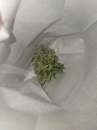 Growreport Bild 5