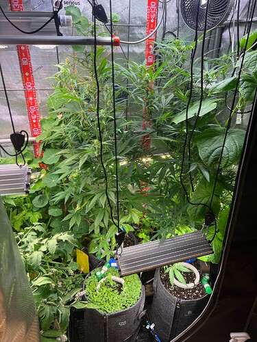 Growreport Bild 52