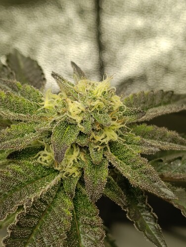 Growreport Bild 6