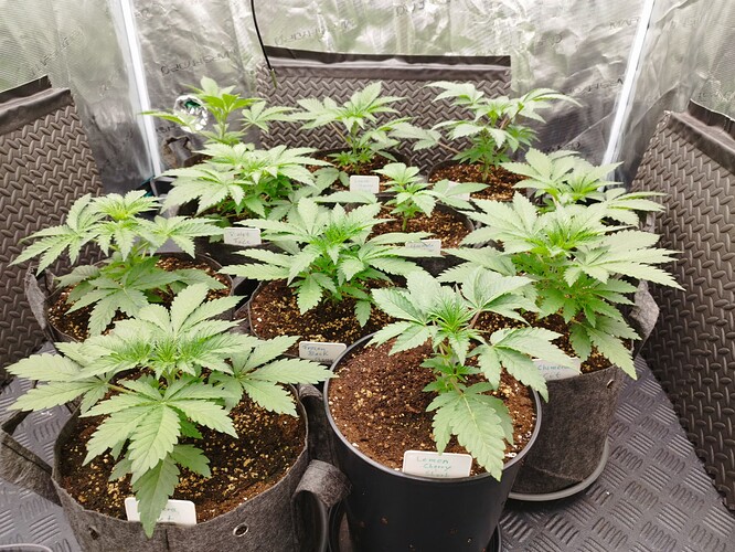 Growreport Bild 8