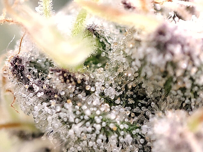 Growreport Bild 16