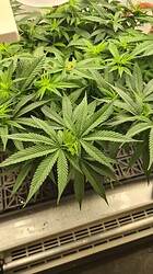 Growreport Bild 34