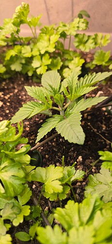 Growreport Bild 9