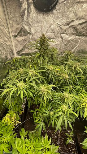 Zwei blühende Cannabispflanzen in einem Growzelt, umgeben von kleineren Jungpflanzen.